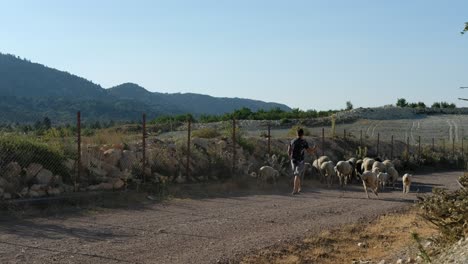 animales pastando en la montaña