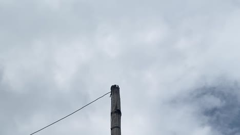 small flock of birds flying past with view of bamboo post with wire