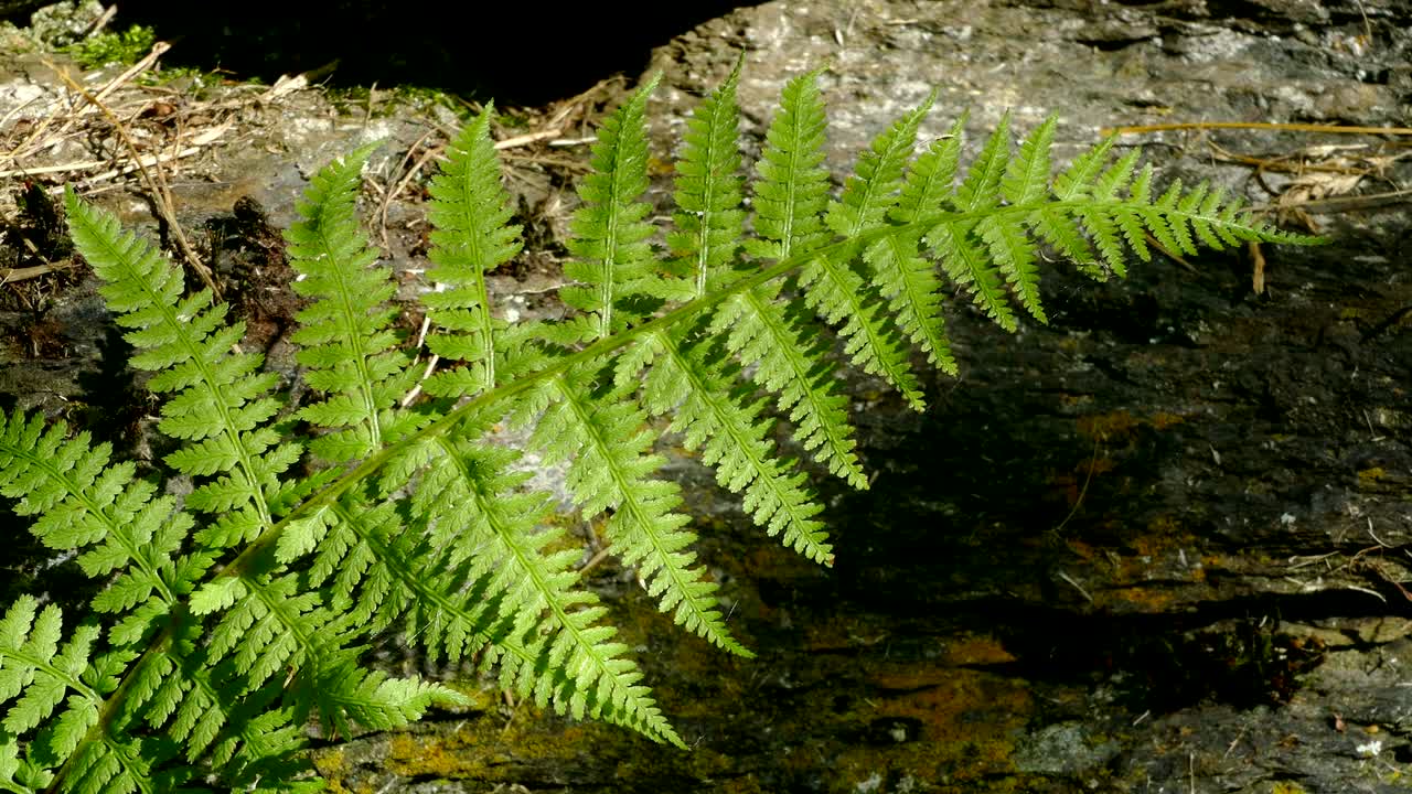 빛과 그림자를 가진.