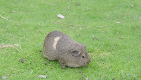 a lone guinea pig eating grass and preening itself