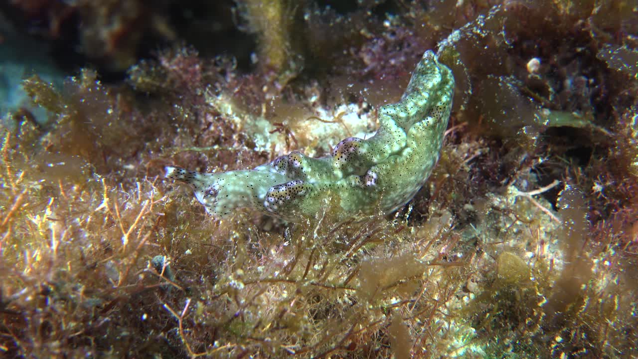 산호 바위에 있는 해초 사이를 기어다니는 갯민숭달팽이