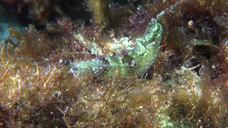 Nudibranch--crawling-between-sea-grass-on-coral-rocks