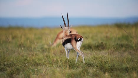 gazelle in nature walking and feeding peacefully in the savannah, africa safari animals in masai mara african wildlife in maasai mara national reserve