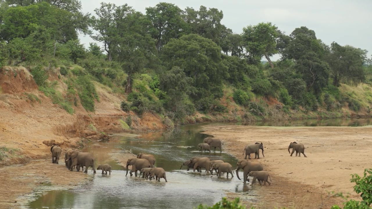 En stor flokk afrikanske elefanter krysser den grunne elven i et sandete elveleie, Kruger nasjonalpark, Sør-Afrika