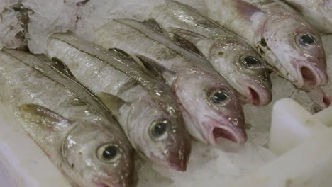 Close-up-of-freshly-caught-pollack-fish-lying-in-white-plastic-containers-inside-Fraserburgh-harbour-fish-market,-Aberdeenshire,-Scotland