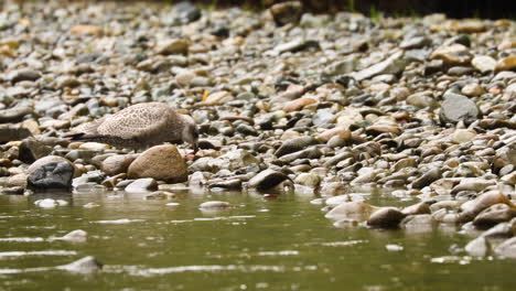 Junge-Amerikanische-Silbermöwe-Frisst-Fische-Am-Felsigen-Flussufer