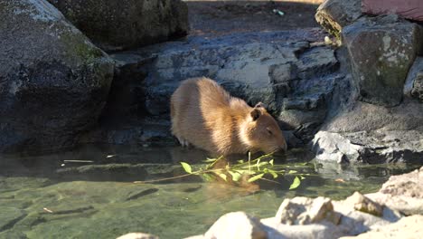 funny capybara animal eating while taking a bath at izu shaboten zoo in japan