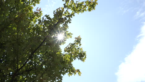 sunlight through nature trees summer