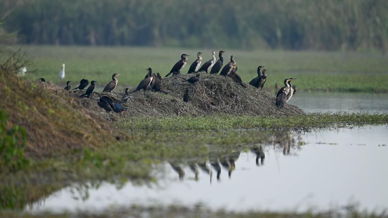 The flock of Cormorants rests calmly in the wetland, their silhouettes forming a peaceful scene across the water