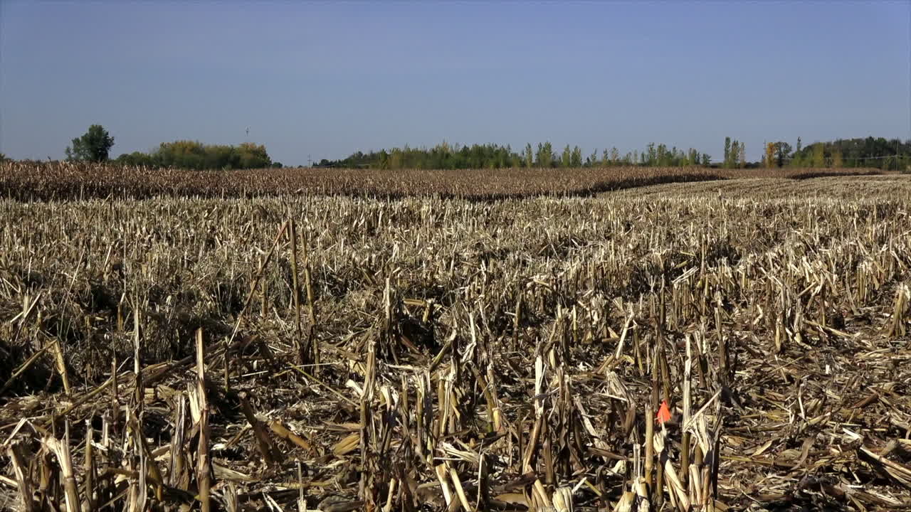 tallos de maíz y medio campo de maíz combinado