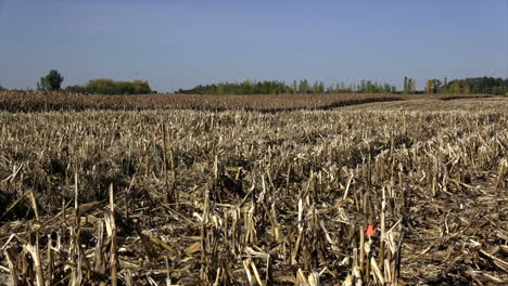 corn stalks and half combined corn field