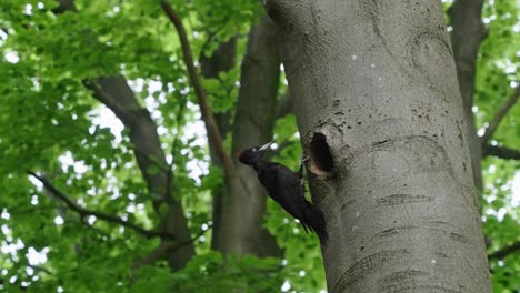 Black Woodpecker landing on a tree trunk and feeding child giving food in beak, Texel, Netherlands slowmotion