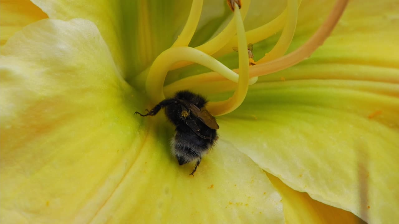 primer plano de un abejorro rascándose la espalda mientras poliniza una flor de lirio amarillo