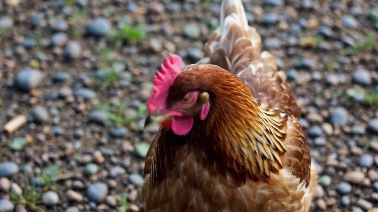 Brown Hen on Gravel