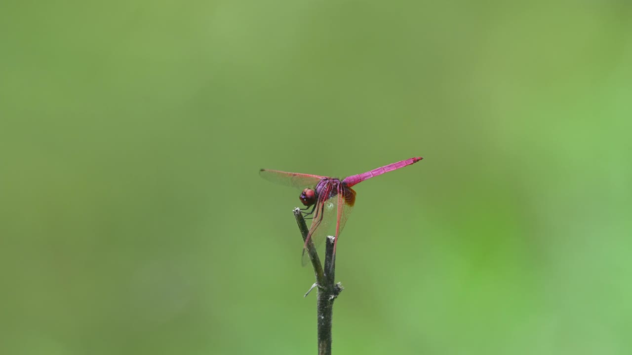 planeador de pantano carmesí, trithemis aurora, parque nacional kaeng krachan, patrimonio mundial de la unesco, tailandia