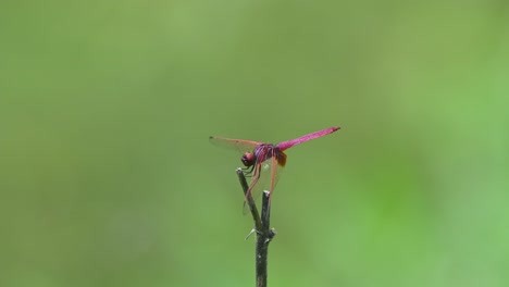 planeador de pantano carmesí, trithemis aurora, parque nacional kaeng krachan, patrimonio mundial de la unesco, tailandia