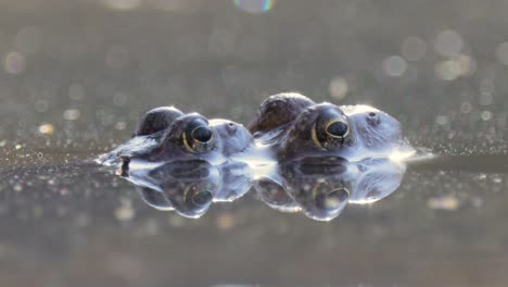 Brown-frog-(Rana-temporaria)-close-up-in-a-pond.