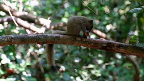 Facing-to-the-right-so-busy-eating-on-top-of-branch,-Grey-bellied-Squirrel-Callosciurus-caniceps,-Kaeng-Krachan-National-Park,-Thailand