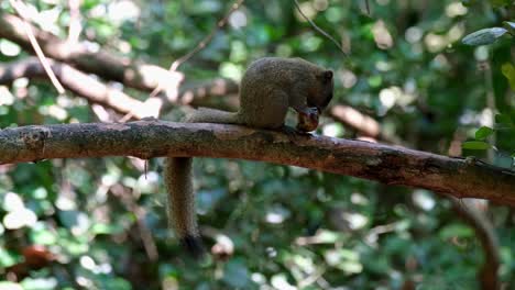 rivolto a destra così impegnato a mangiare in cima al ramo, scoiattolo dal ventre grigio callosciurus caniceps, parco nazionale di kaeng krachan, thailandia