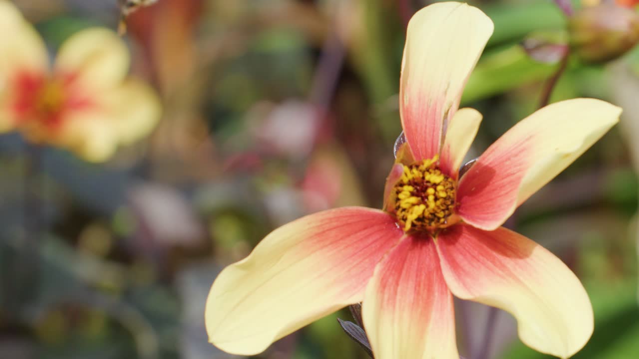 A bumblebee lands on a vibrant red and yellow flower, actively feeding and collecting pollen in a sunlit garden with soft background blur