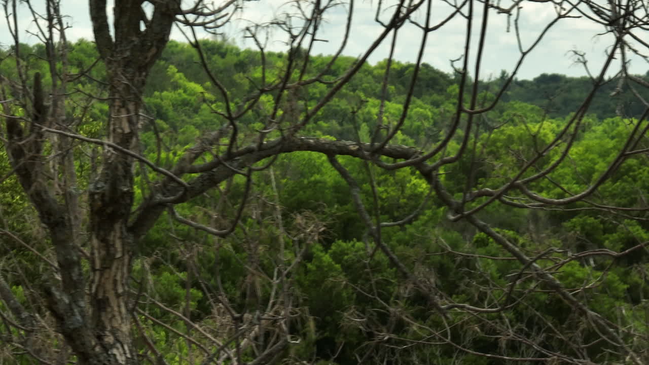 Foreste verdi lussureggianti a Oronoco, Minnesota, USA - ripresa con drone