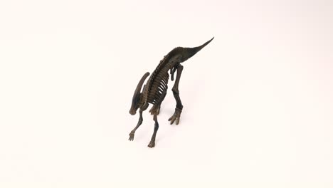 parasaurolophus skeleton on white background 4k