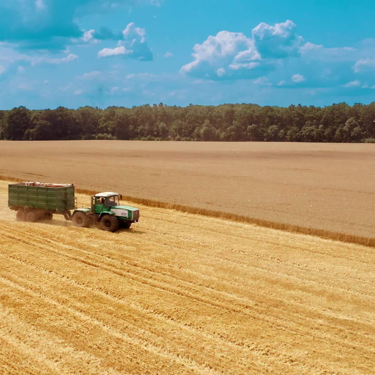 Tractor with trailer driving on yellow field. Agricultural works on large field with ripe wheat on the background of green trees under blue sky. Camera rising