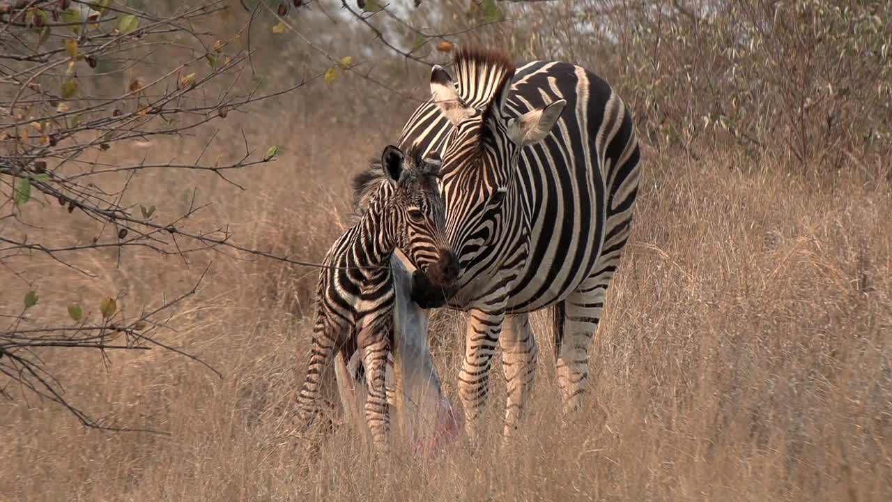 La zebra femmina lecca la placenta per un nutrimento supplementare poco dopo la nascita del suo puledro.