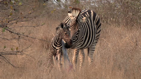 The-zebra-mare-licks-the-placenta-for-extra-nutrition-shortly-after-the-birth-of-her-foal