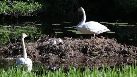 Swan-parents-watching-their-family-at-a-lake,-in-sunny-Finland