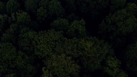 munich - englischer garten dronevideo: swipe up from a tree to the horizon with the view at the chinese tower, the popular frauenkirche and the monopteros.
