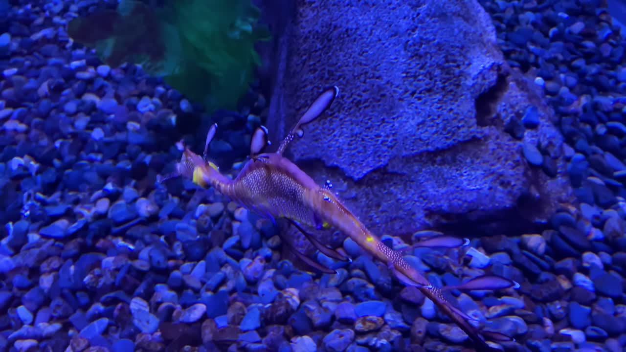 이 이상한 수중 생물 샷에서 잡초가 많은 바다 용이 수 중에서 수영합니다.