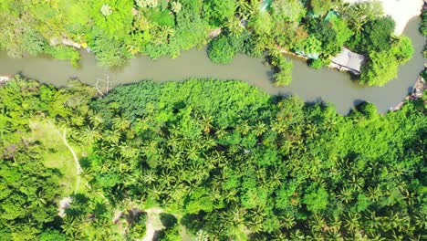 beautiful natural green texture of palm trees forest on tropical island shoreline washed by calm turquoise sea in thailand