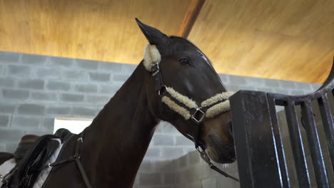portrait of saddle horse in stable, equestrian training and riding