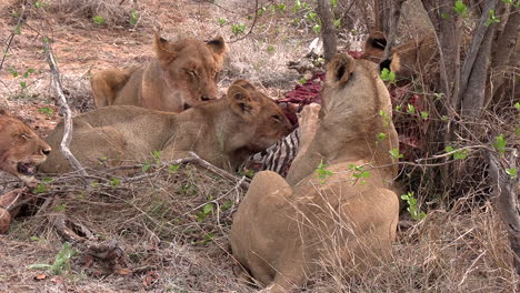 close-up of a pride of lions feasting on a zebra