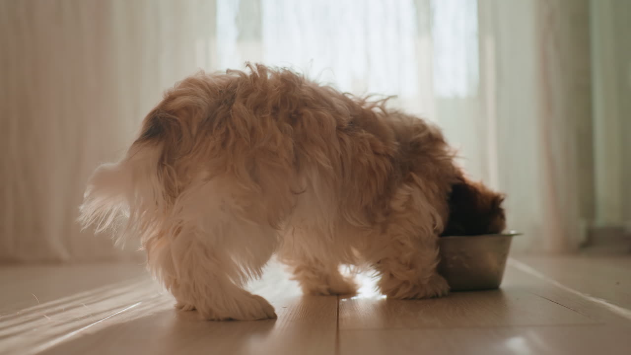 Dog Scrutinizes Dish Joyfully, Playful Puppy Carefully Investigates Bowl With Enthusiasm At Dawn, Active Young Dog Enthusiastically Examines Food Dish Under Bright Morning Sun With Curiosity