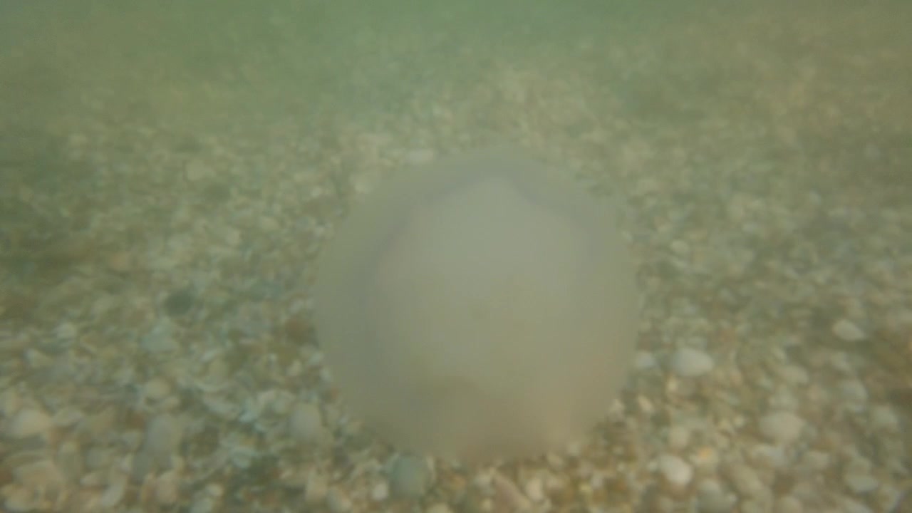 Vandmænd under vandet i havet. Arten Rhizostoma pulmo.