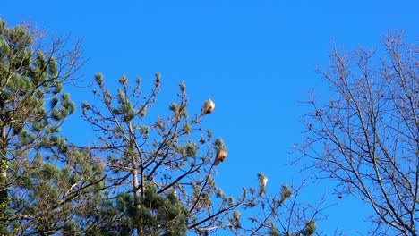 Pine-trees-showing-the-overwintering-place-of-the-Pine-processionary-moth