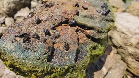 handheld video of invasive zebra mussels in lake grapevine in texas