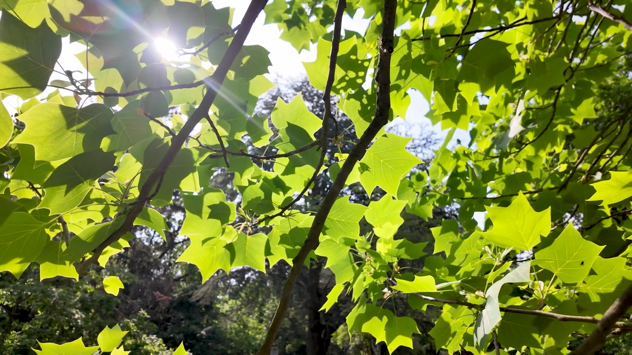 Foglie di platano comune che mostrano un fogliame verde vibrante e la bellezza naturale sotto la luce solare intensa