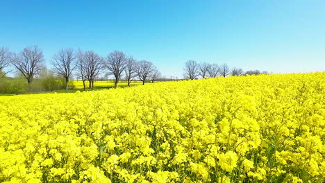 Aéreo---Vibrante-Campo-De-Colza-Amarillo-Bajo-Un-Cielo-Azul-Claro,-Bordeado-Por-árboles-Sin-Hojas-En-La-Distancia