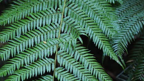 close-up of bracken fern leaves in forest