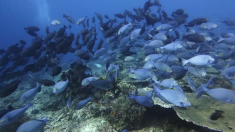 a school of blue surgeon fish swimming above a coral reef, with giant trevallies between them