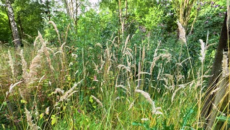 tall calamagrostis wildflowers sway in a lush botanical garden, captured in natural daylight with gentle camera movement and a tranquil atmosphere