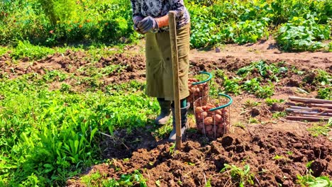 Woman Harvesting Potatoes Into Wire Baskets in Sunny Rural Garden Bed