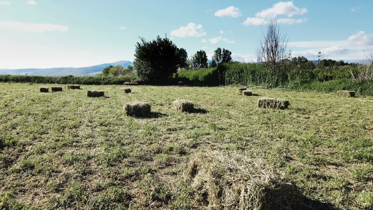 balas doradas de paja de heno de trigo apiladas en un montón en un campo de paja