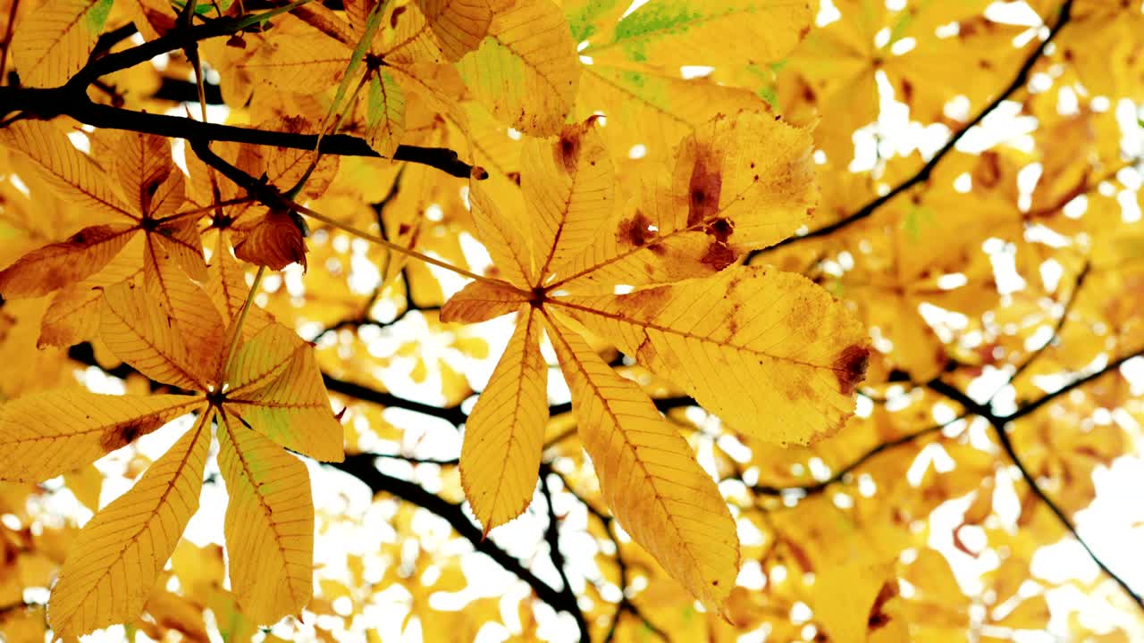 Yellow chestnut leaves on a branch swaying in the wind under the autumn sky