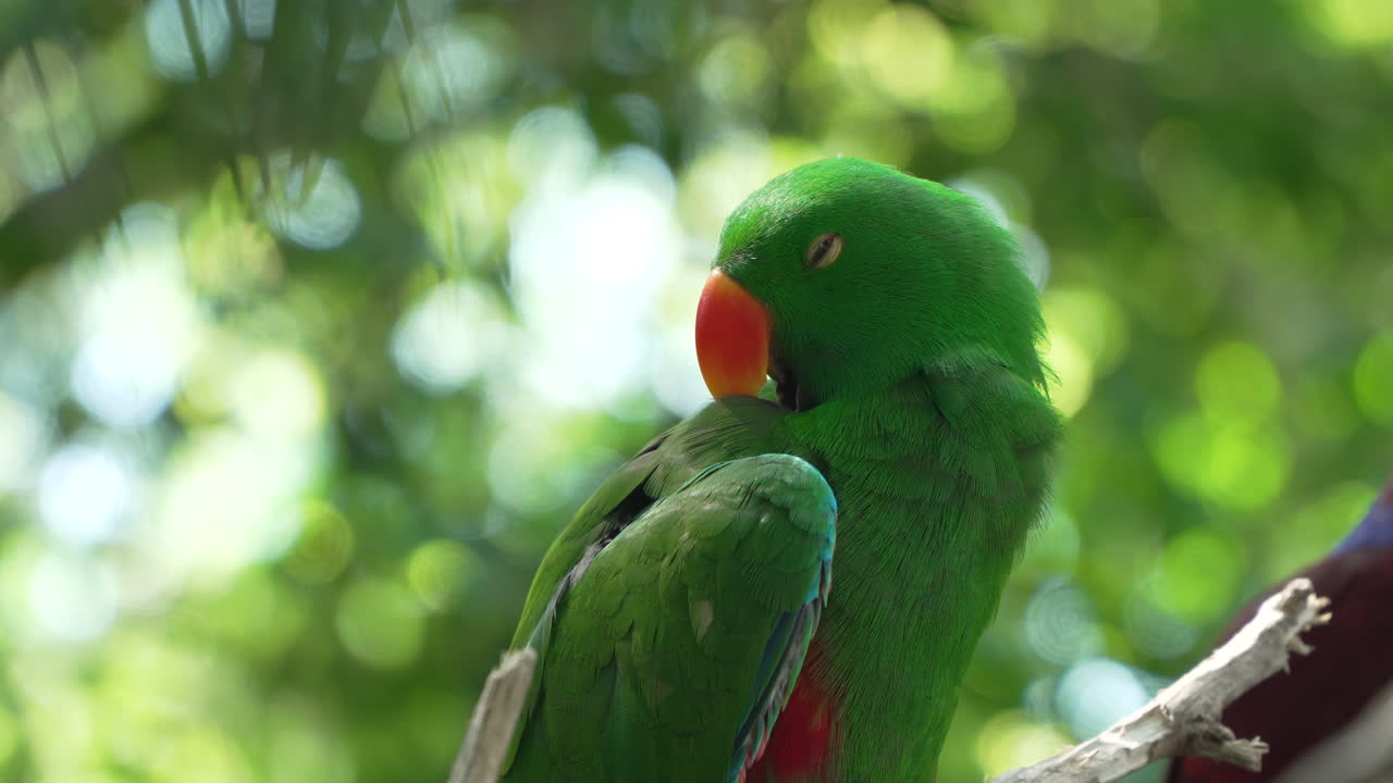 pájaro loro eclectus de las molucas verde macho se limpia o se limpia sentado en la rama de un árbol iluminado con la luz del sol de atrás en un rostro salvaje de primer plano extremo