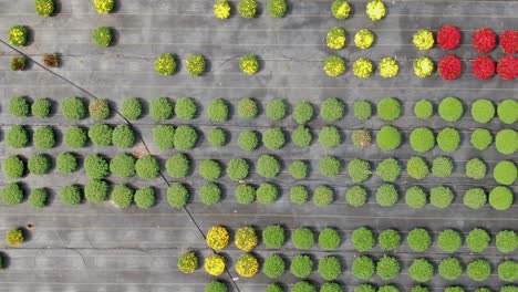 toma aérea lenta de camiones para revelar flores de crisantemo en flor amarillas y rojas en otoño