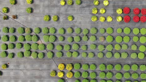 缓慢的空中卡车拍摄,以揭示黄色和红色的<unk>花在秋天开花